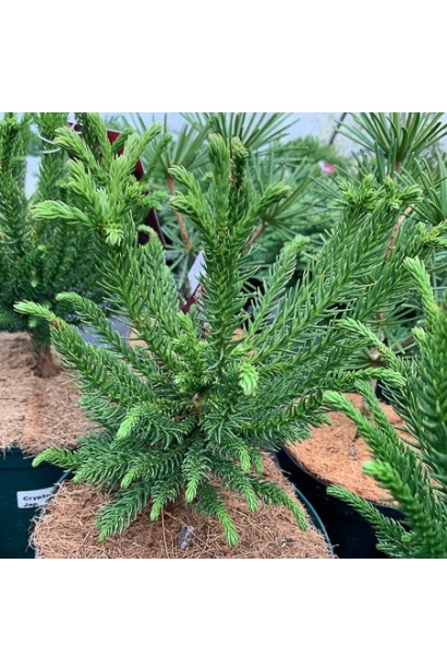 Cryptomeria ’Dinger’